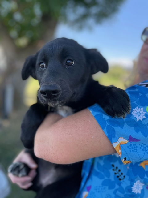 adoptable Dog in Red Lodge, MT named Lori