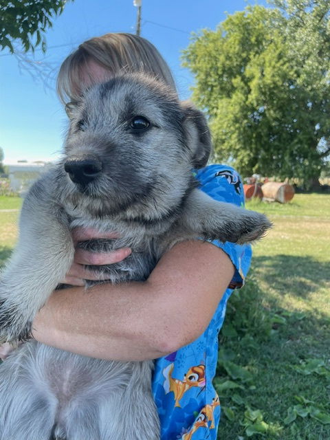 adoptable Dog in Red Lodge, MT named Tori