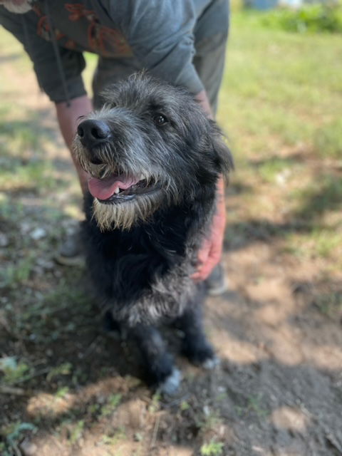 adoptable Dog in Red Lodge, MT named Bubba J