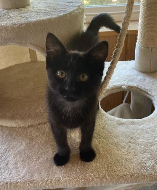 adoptable Cat in Red Lodge, MT named Mocha