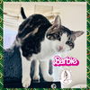 adoptable Cat in , MT named Barbie