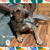 adoptable Dog in  named Willow