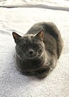 adoptable Cat in red lodge, MT named Lillie Belle