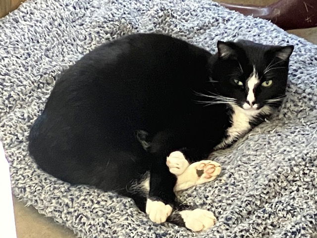 adoptable Cat in Red Lodge, MT named Moose