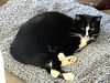 adoptable Cat in red lodge, MT named Moose