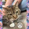 adoptable Cat in red lodge, MT named Lucy