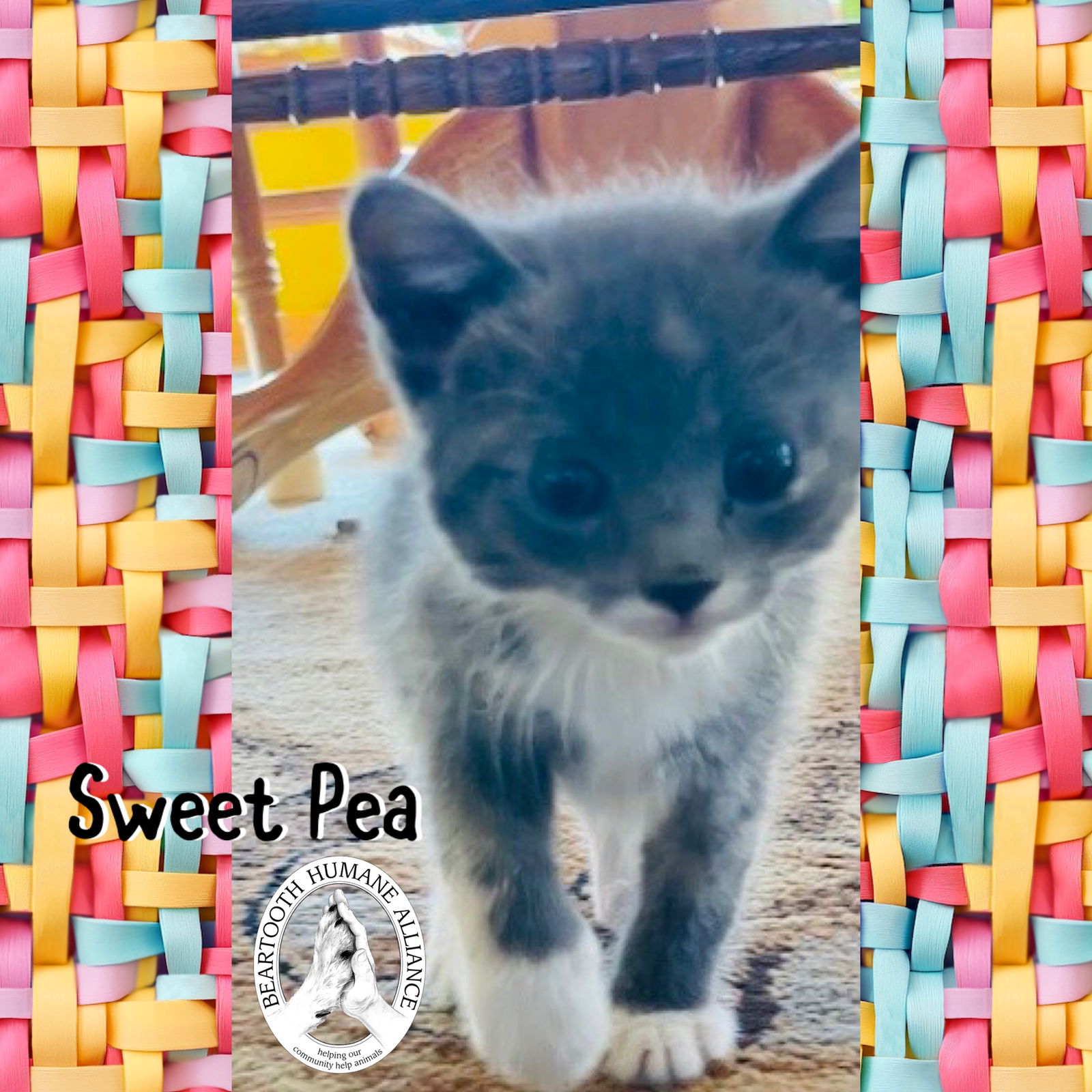 adoptable Cat in Red Lodge, MT named Sweet Pea