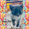 adoptable Cat in  named Sweet Pea