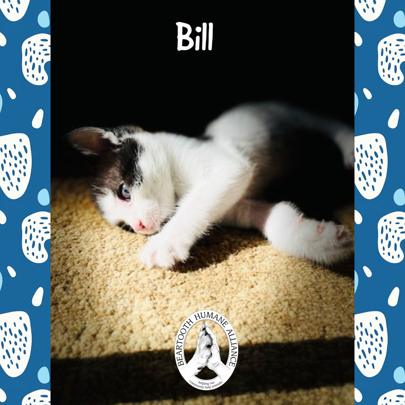 adoptable Cat in Red Lodge, MT named Bill