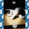 adoptable Cat in  named Bill
