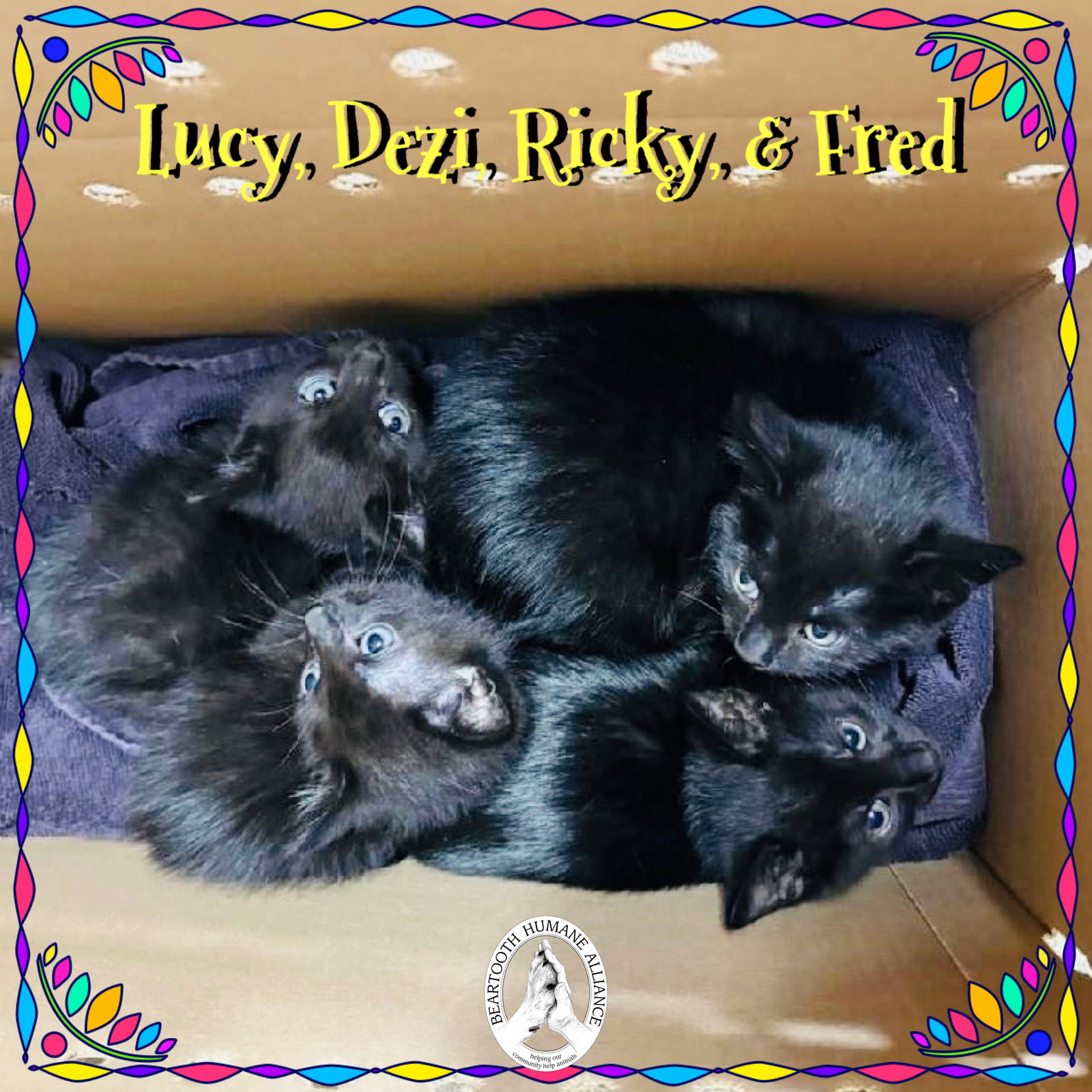 adoptable Cat in Red Lodge, MT named Lucy, Dezi, Fred