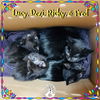adoptable Cat in red lodge, MT named Lucy, Dezi, Fred