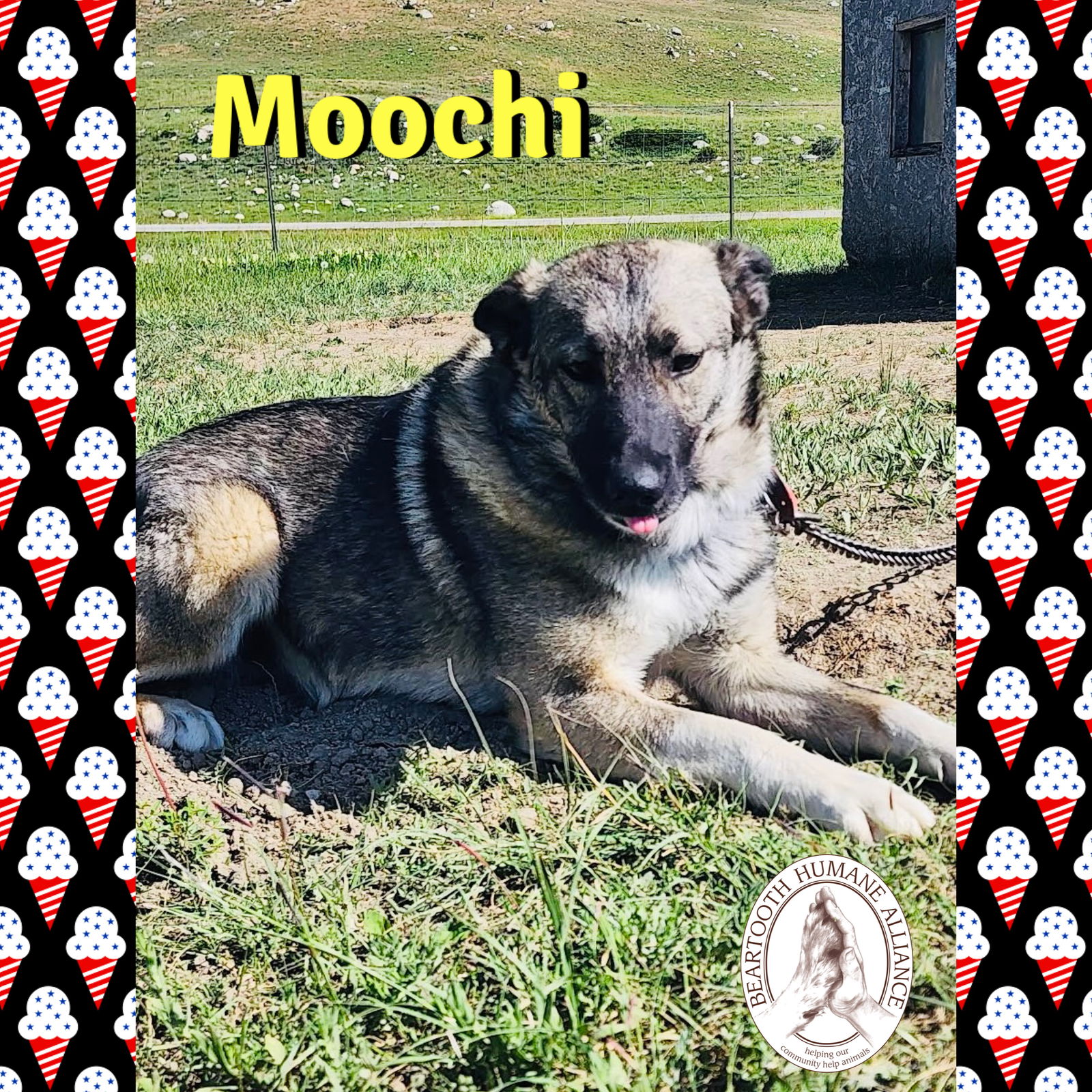 adoptable Dog in Red Lodge, MT named Moochi