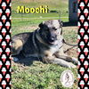 adoptable Dog in red lodge, MT named Moochi