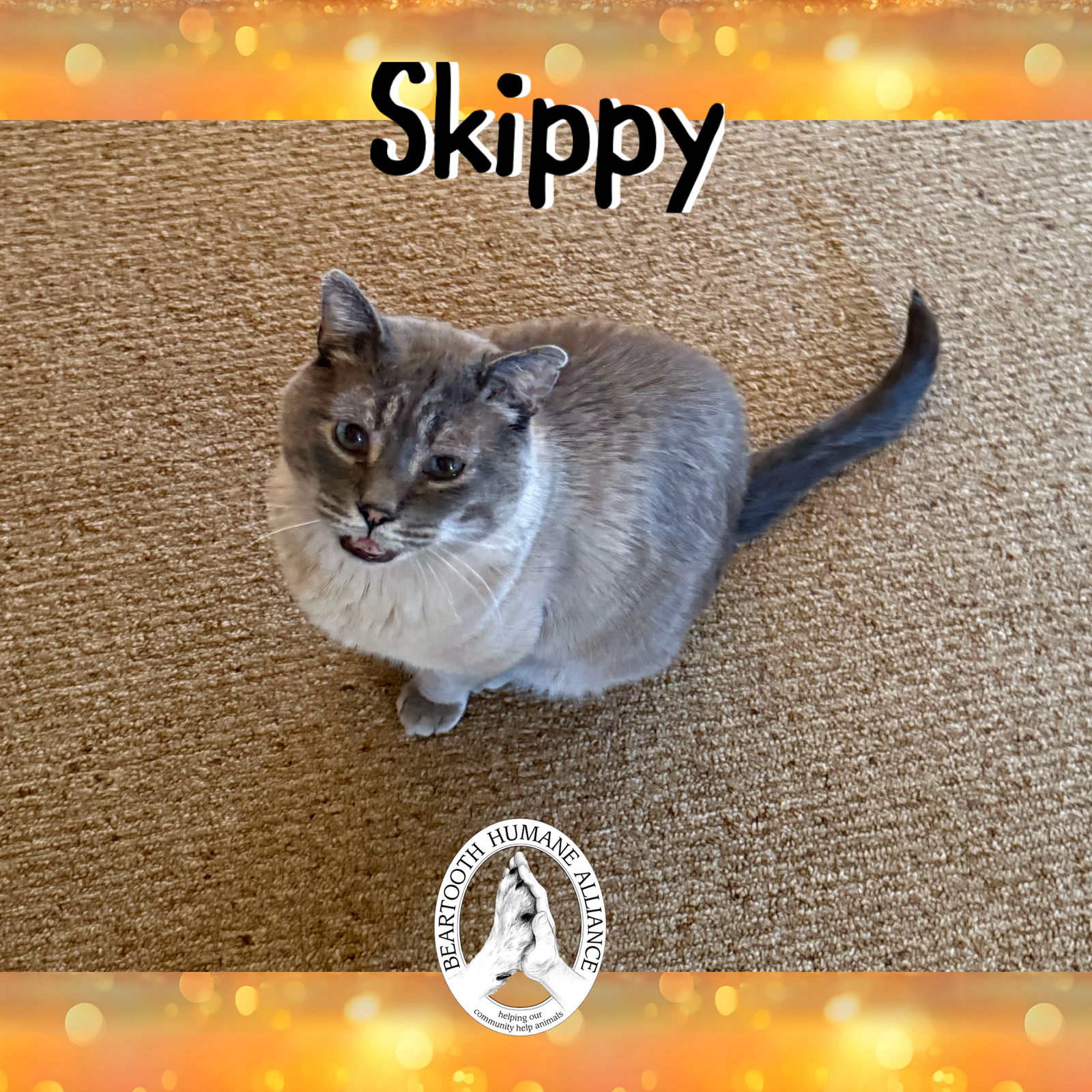adoptable Cat in Red Lodge, MT named Skippy