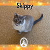 adoptable Cat in red lodge, MT named Skippy