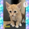 adoptable Cat in red lodge, MT named Moon