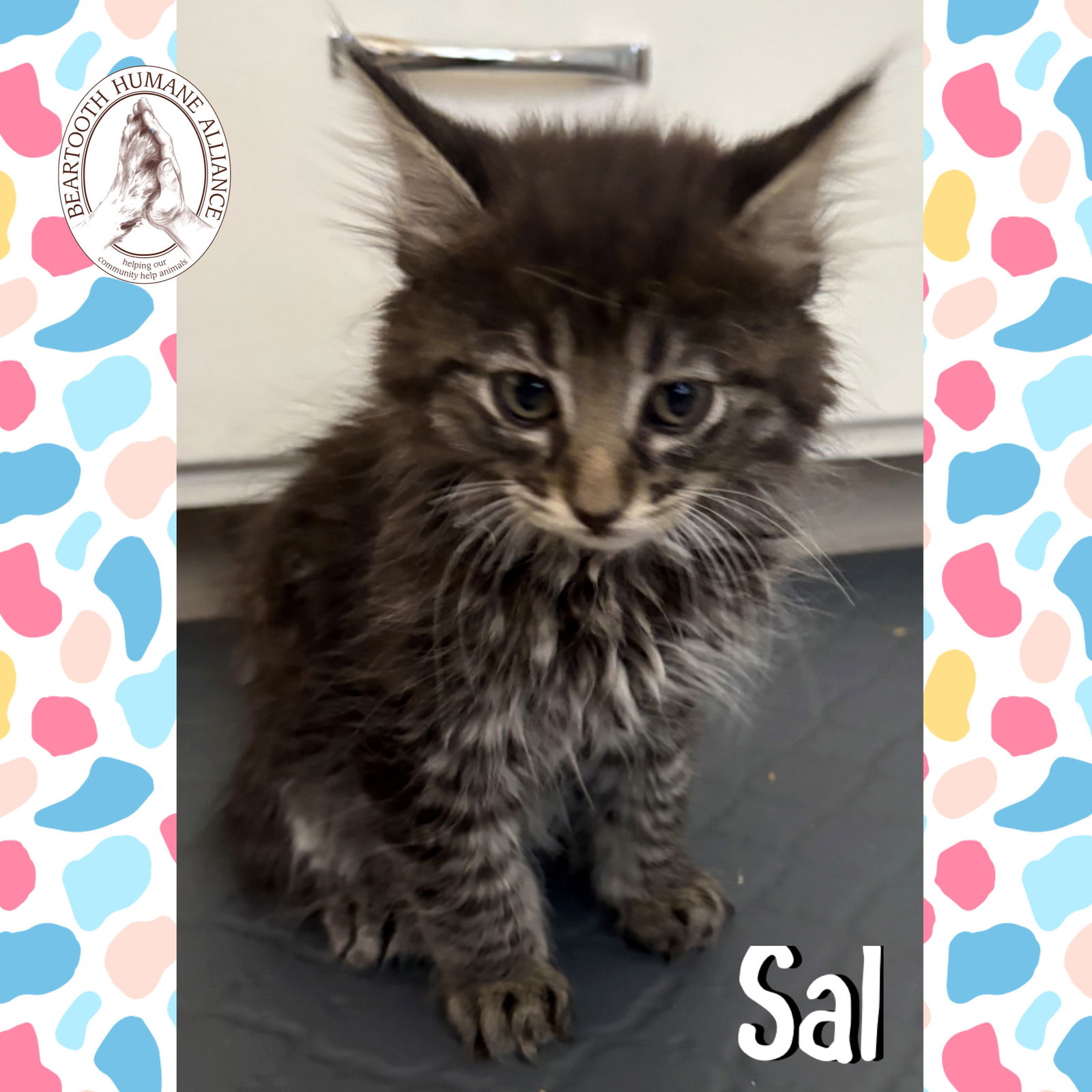 adoptable Cat in Red Lodge, MT named Sal