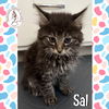 adoptable Cat in  named Sal