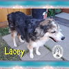 adoptable Dog in  named Lacey