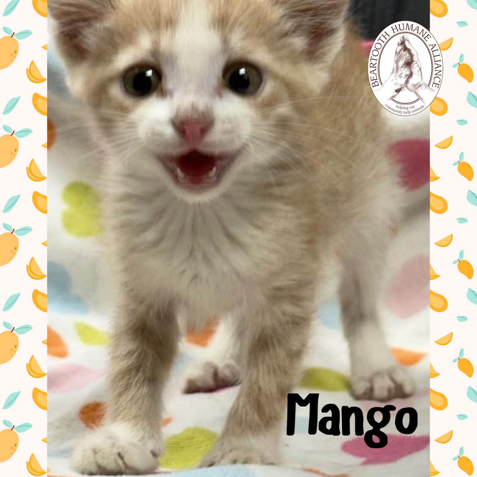 adoptable Cat in Red Lodge, MT named Mango