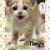 adoptable Cat in red lodge, MT named Mango