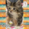 adoptable Cat in  named Dolly