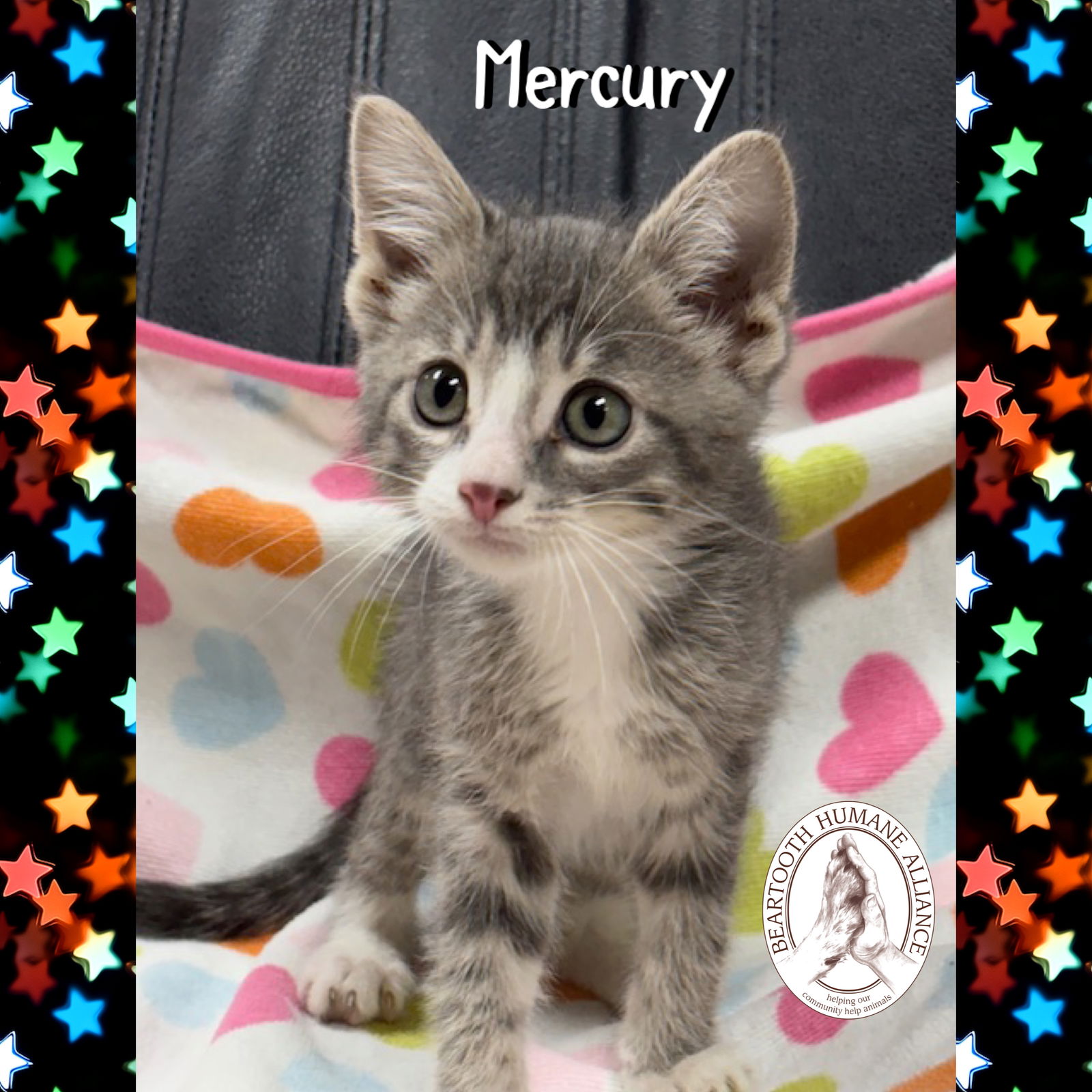 adoptable Cat in Red Lodge, MT named Mercury