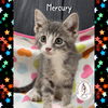 adoptable Cat in red lodge, MT named Mercury
