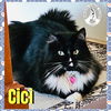 adoptable Cat in  named Cici