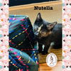 adoptable Cat in red lodge, MT named Nutella
