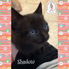 adoptable Cat in red lodge, MT named Shadow