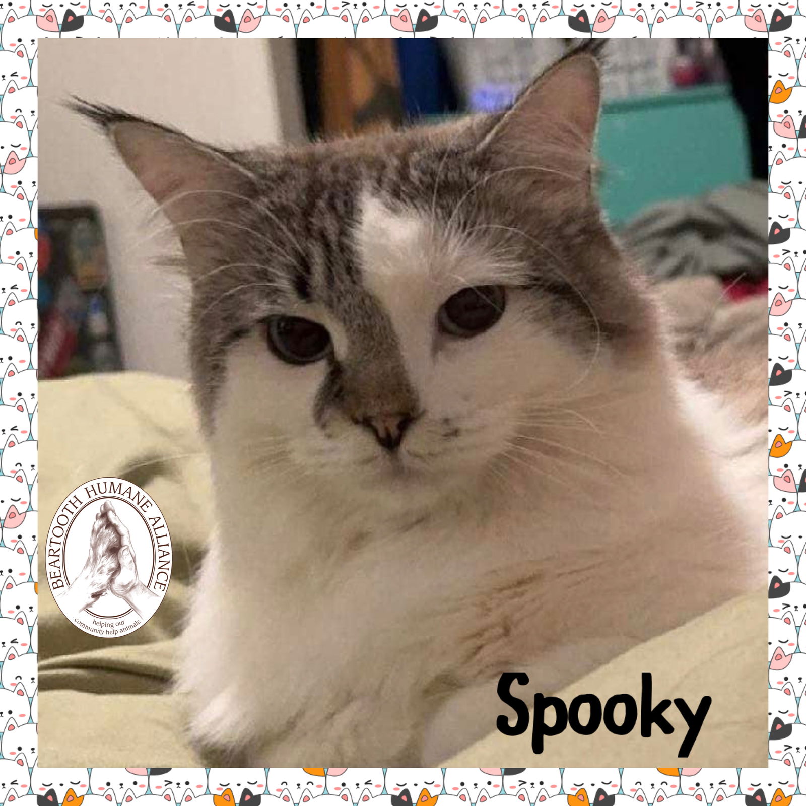 adoptable Cat in Red Lodge, MT named Spooky