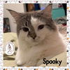 adoptable Cat in  named Spooky
