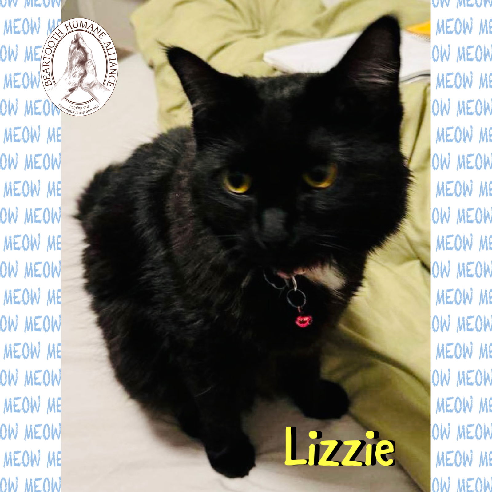 adoptable Cat in Red Lodge, MT named Lizzie
