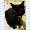 adoptable Cat in red lodge, MT named Lizzie