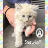 adoptable Cat in  named Snowball