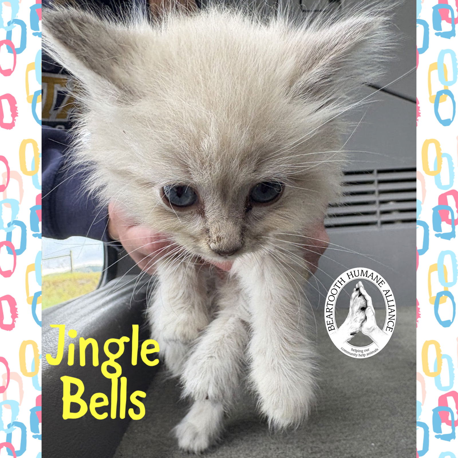 adoptable Cat in Red Lodge, MT named Jingle Bells