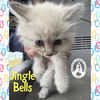adoptable Cat in  named Jingle Bells