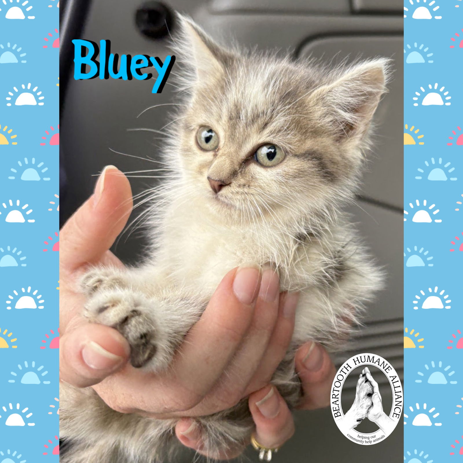 adoptable Cat in Red Lodge, MT named Bluey