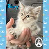 adoptable Cat in  named Bluey