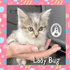 adoptable Cat in  named Lady Bug
