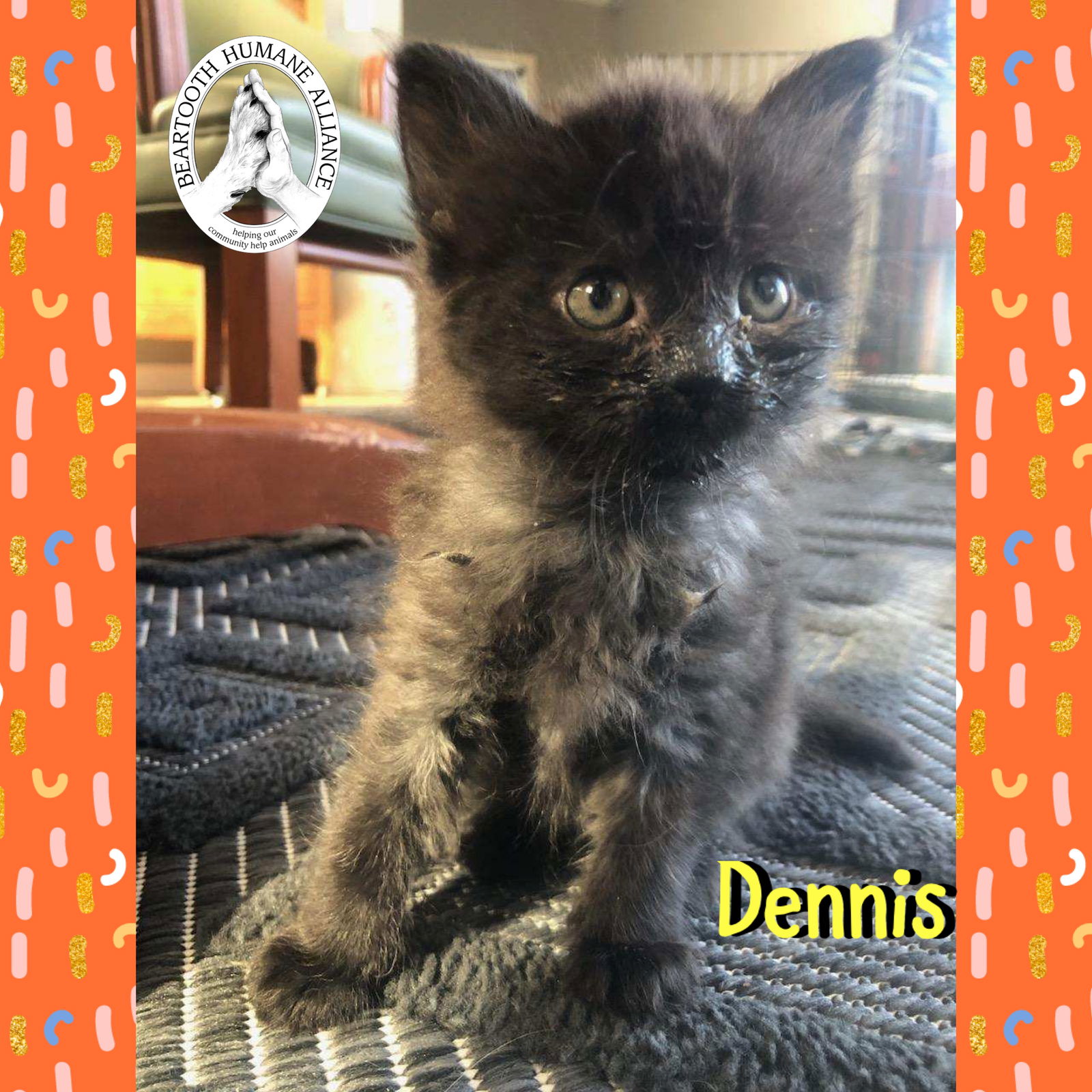 adoptable Cat in Red Lodge, MT named Dennis