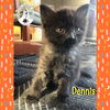 adoptable Cat in  named Dennis
