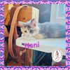 adoptable Cat in red lodge, MT named Nani