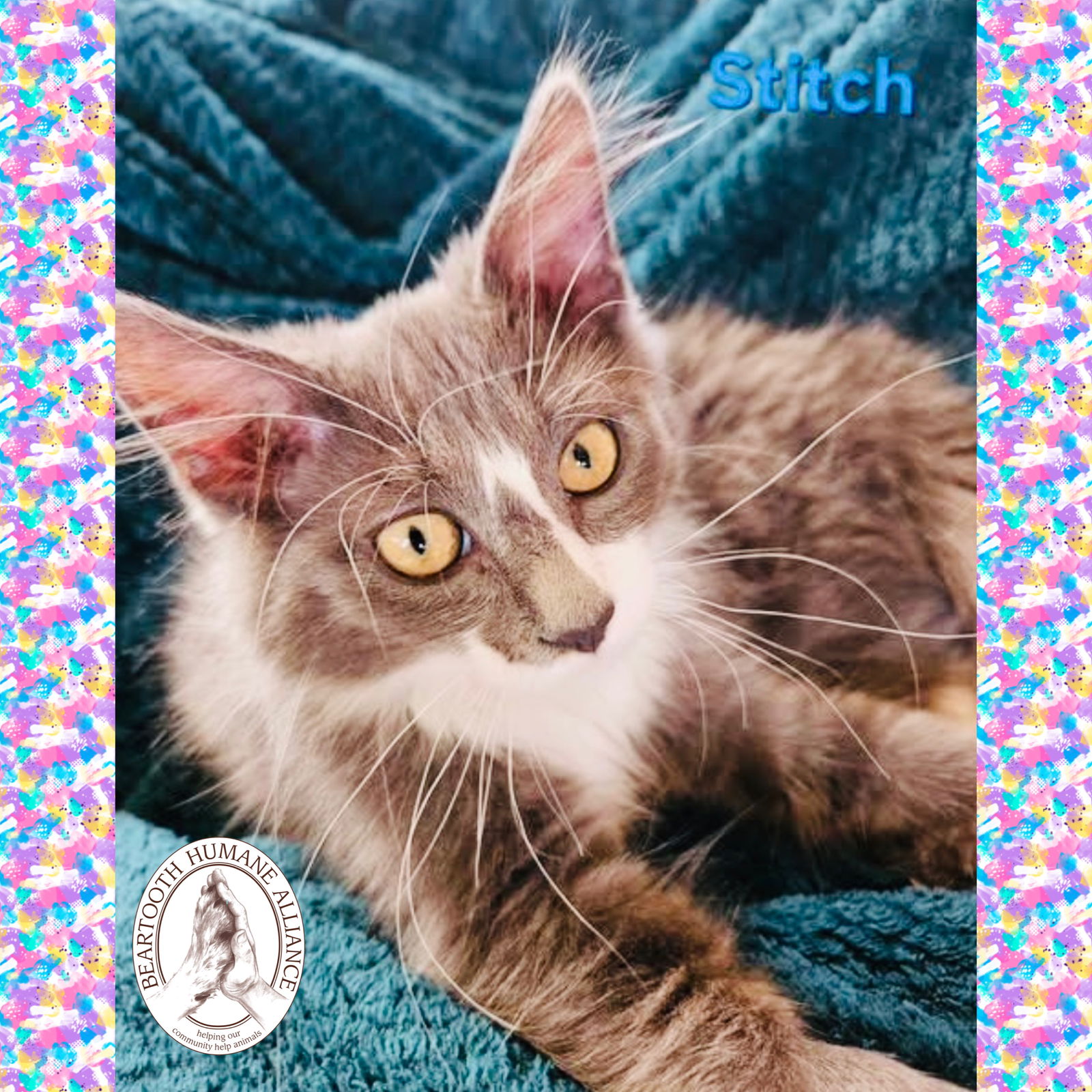 adoptable Cat in Red Lodge, MT named Stitch