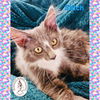 adoptable Cat in  named Stitch