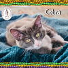 adoptable Cat in  named Cobra