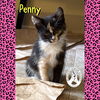 adoptable Cat in  named Penny