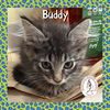 adoptable Cat in  named Buddy